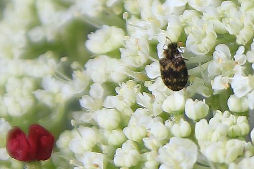 Anthrenus sp.